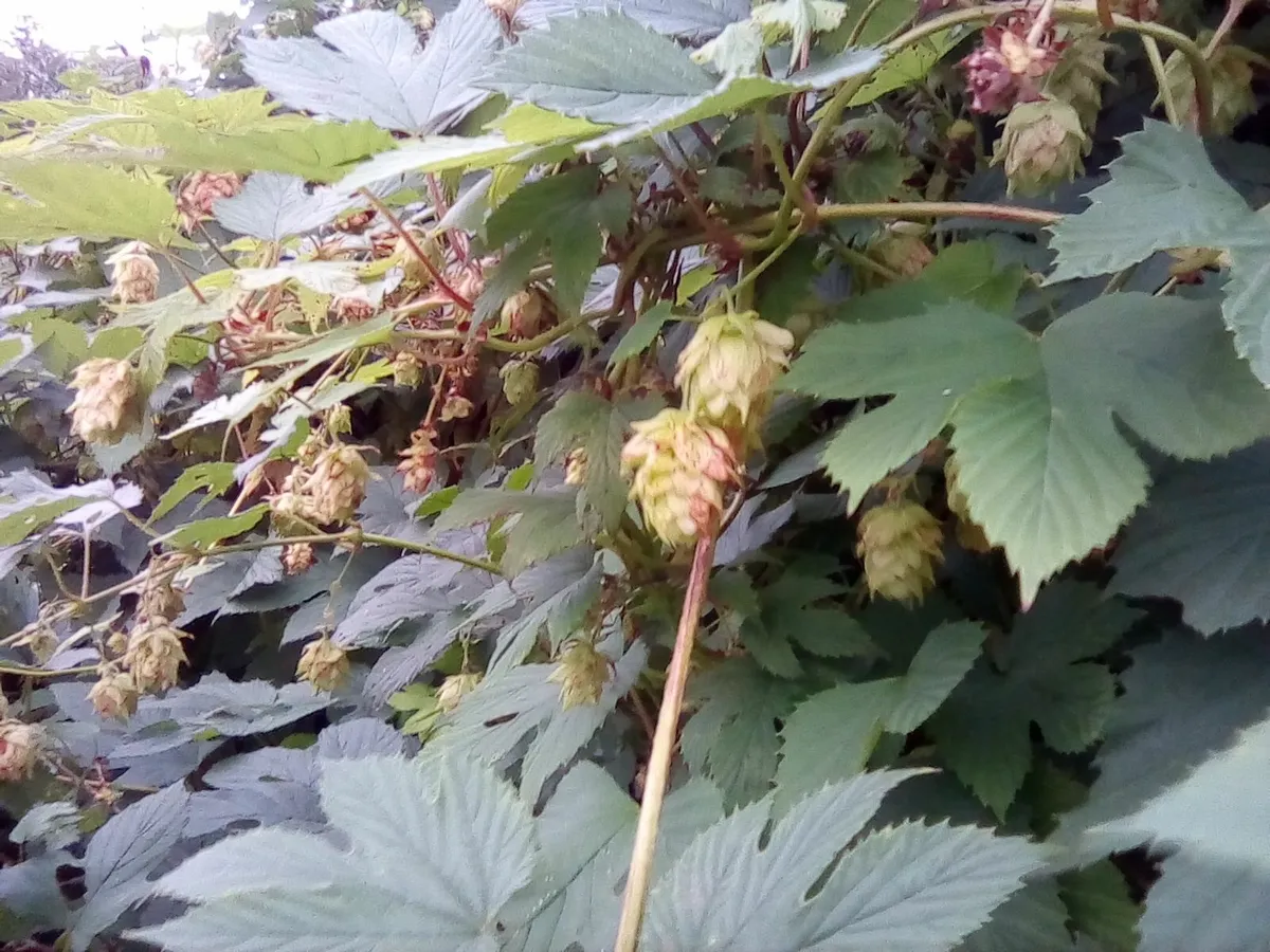 Hop rhizomes,kent golding. 4 rhizomes.free post - Image 4