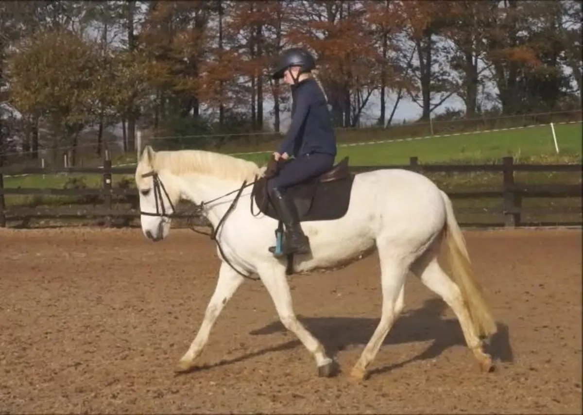🌟 143cm Pony Club Connemara 🌟 - Image 3