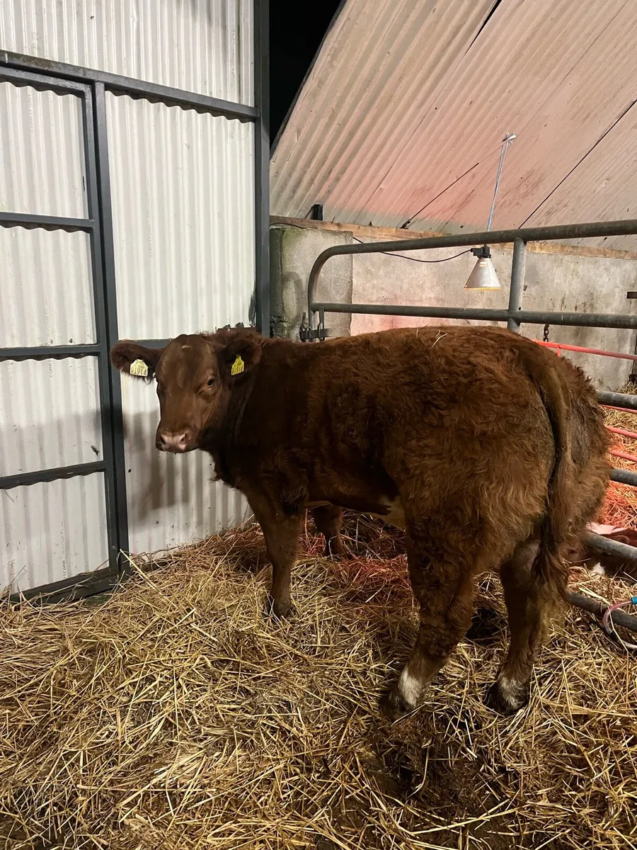 Corrib Tyson Heifer - Image 1