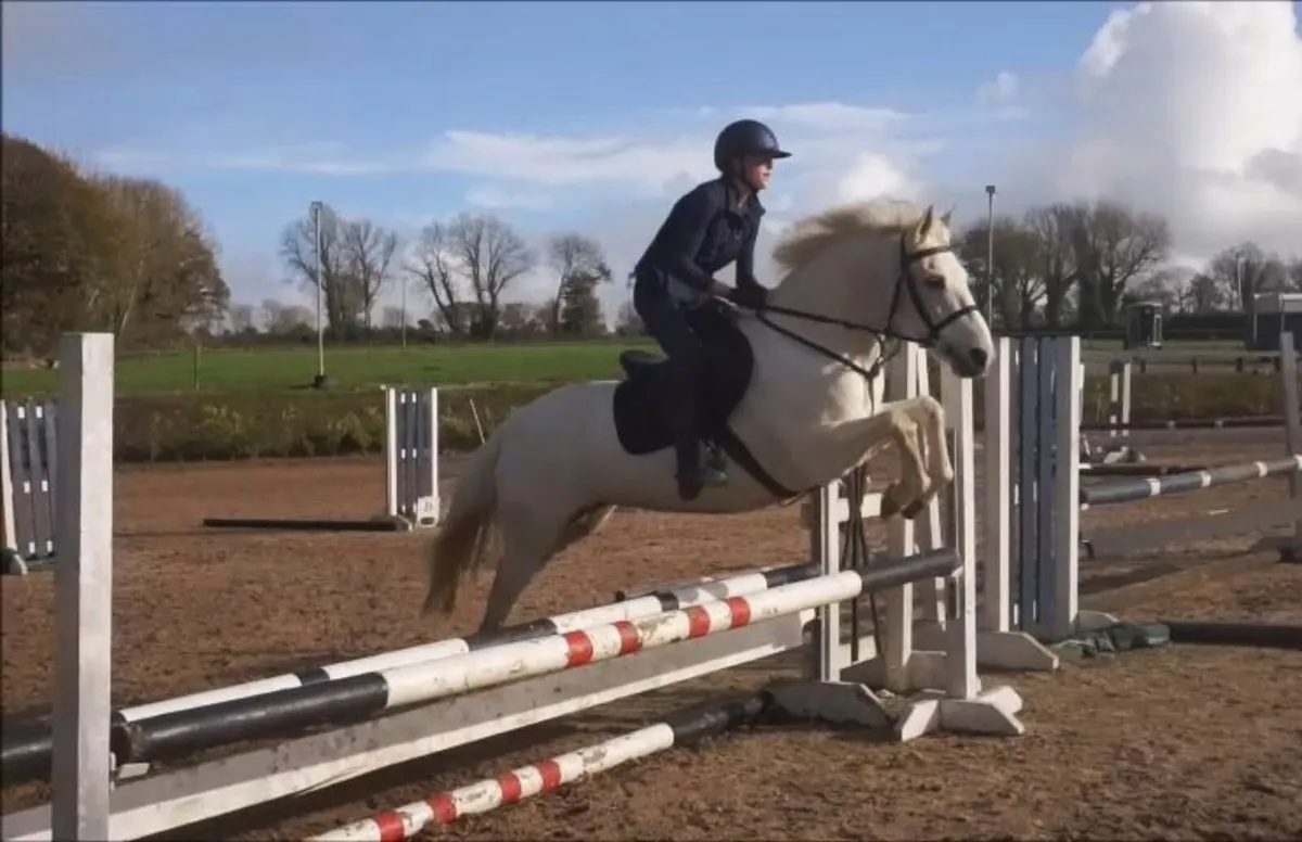 🌟 143cm Pony Club Connemara 🌟 - Image 4