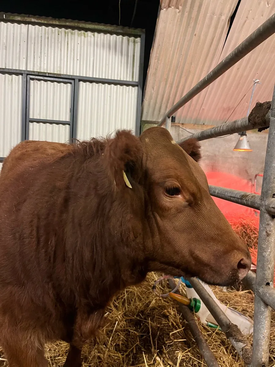 Corrib Tyson Heifer - Image 2