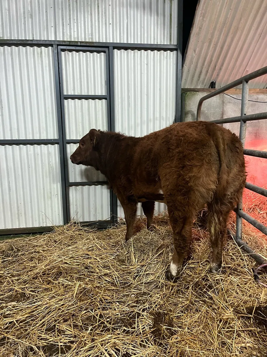 Corrib Tyson Heifer - Image 3