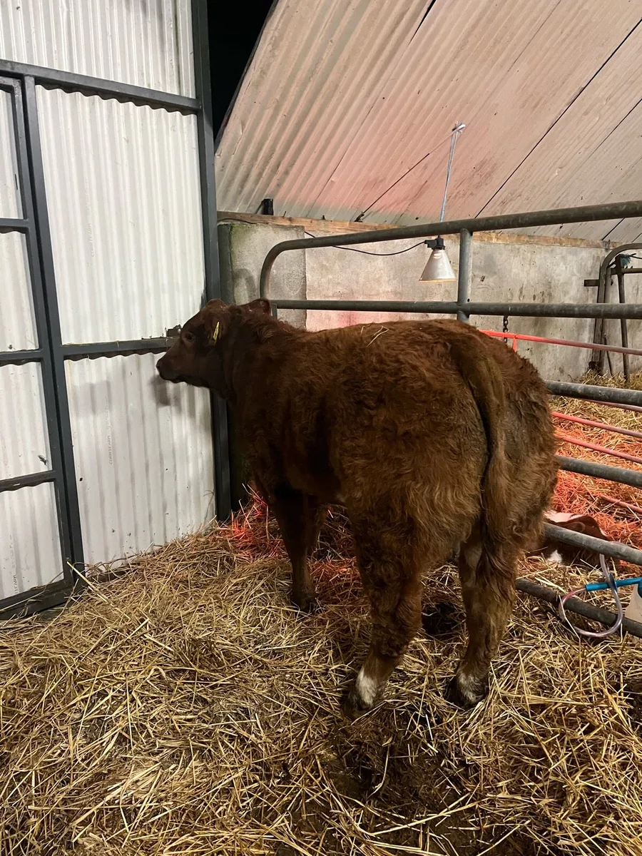 Corrib Tyson Heifer - Image 4