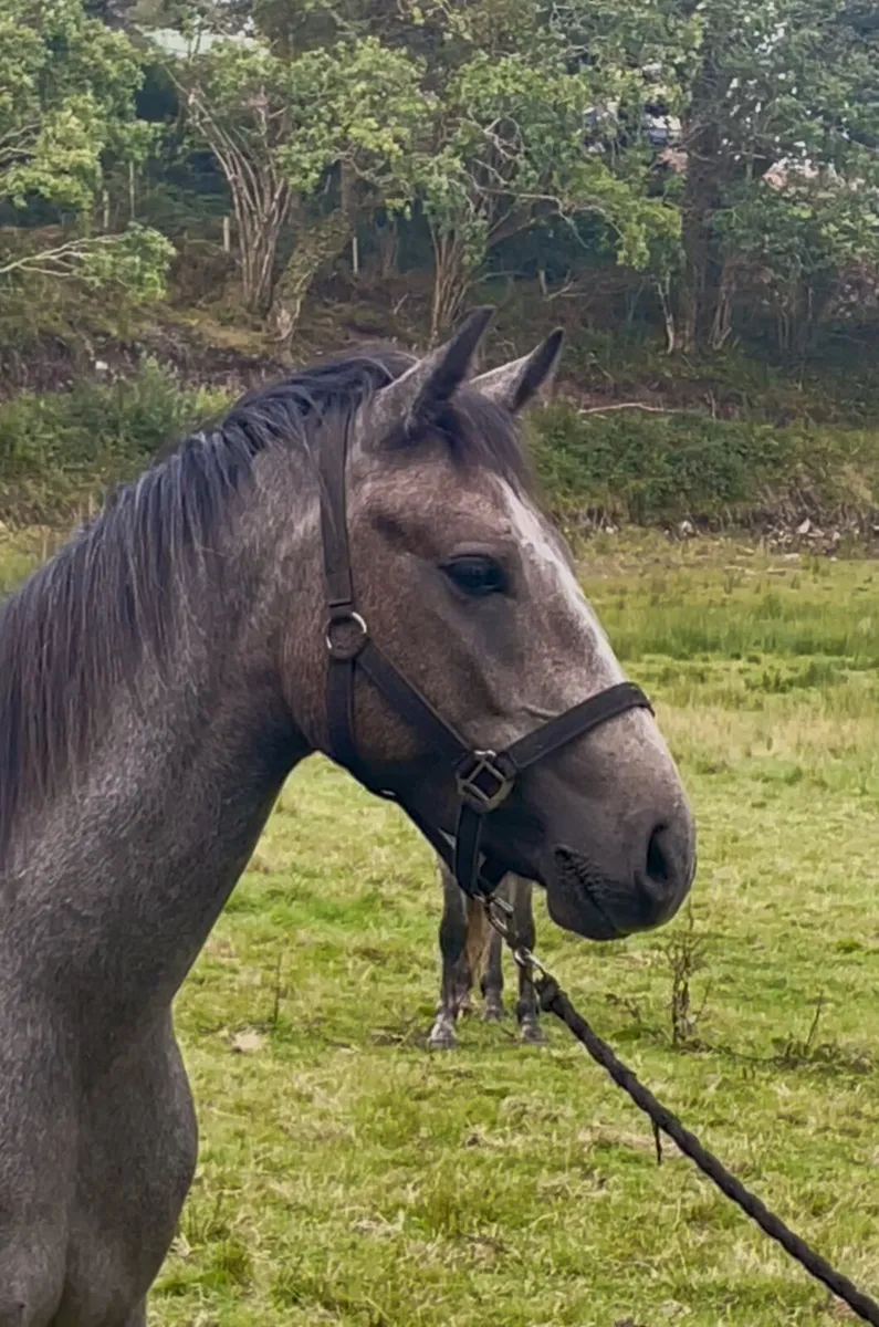 Knockbridge Mozart  Gelding - Image 2