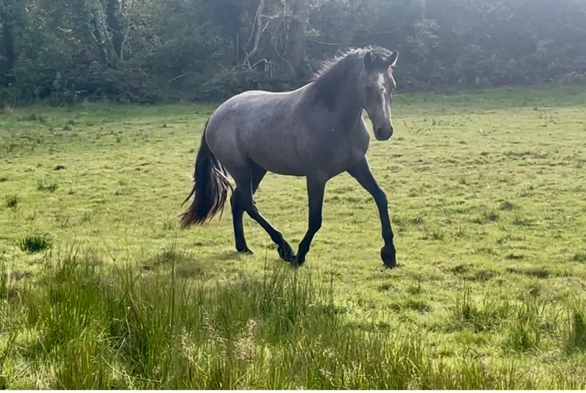 Knockbridge Mozart  Gelding - Image 3