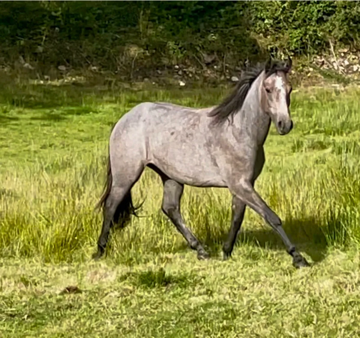 Knockbridge Mozart  Gelding - Image 1