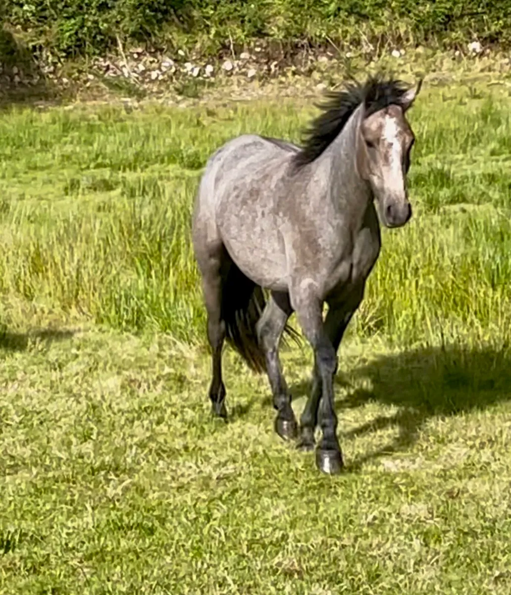 Knockbridge Mozart  Gelding - Image 4