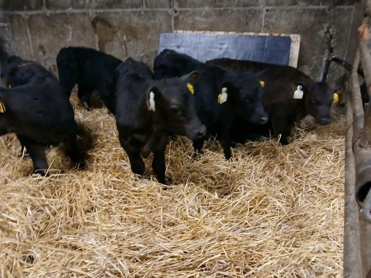 7 Super Angus Bull Calves - Image 2