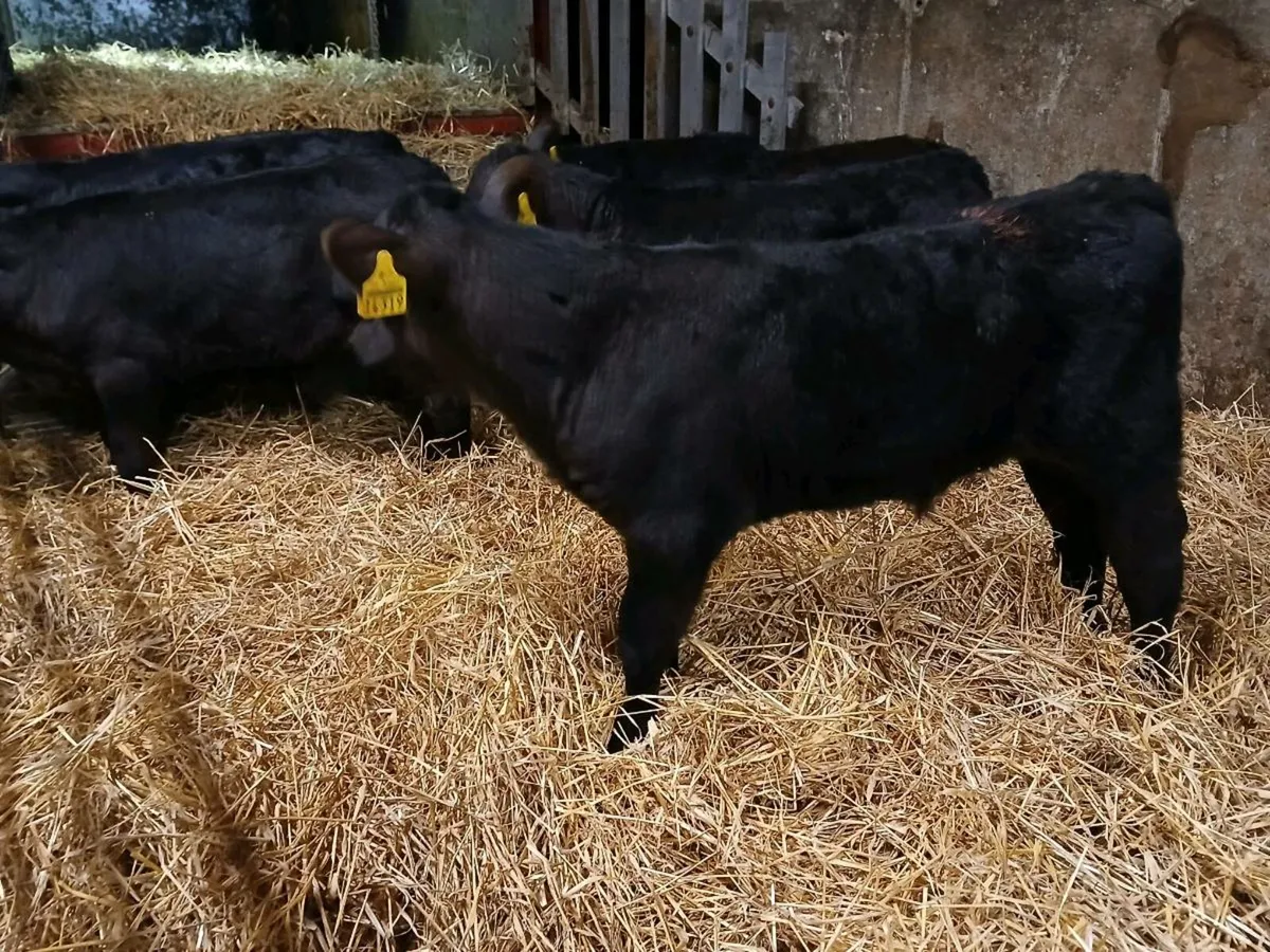 7 Super Angus Bull Calves - Image 3