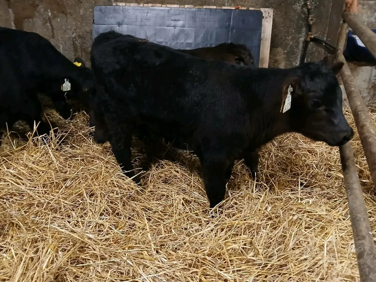 7 Super Angus Bull Calves - Image 4