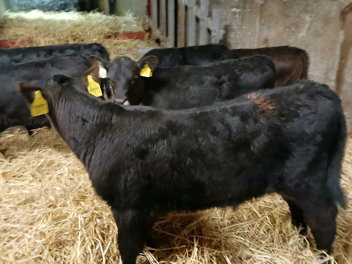 7 Super Angus Bull Calves - Image 1