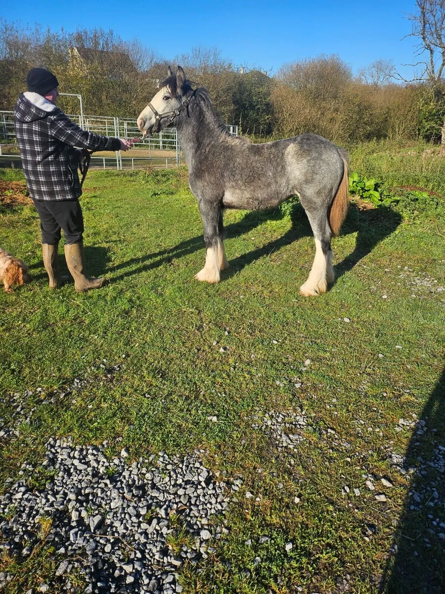 6 months old heavy filly foal - Image 1