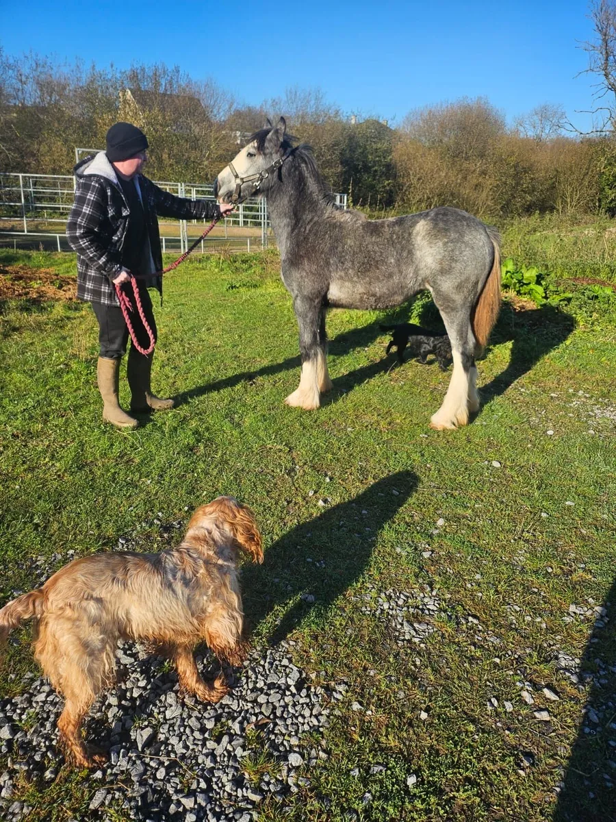6 months old heavy filly foal - Image 2