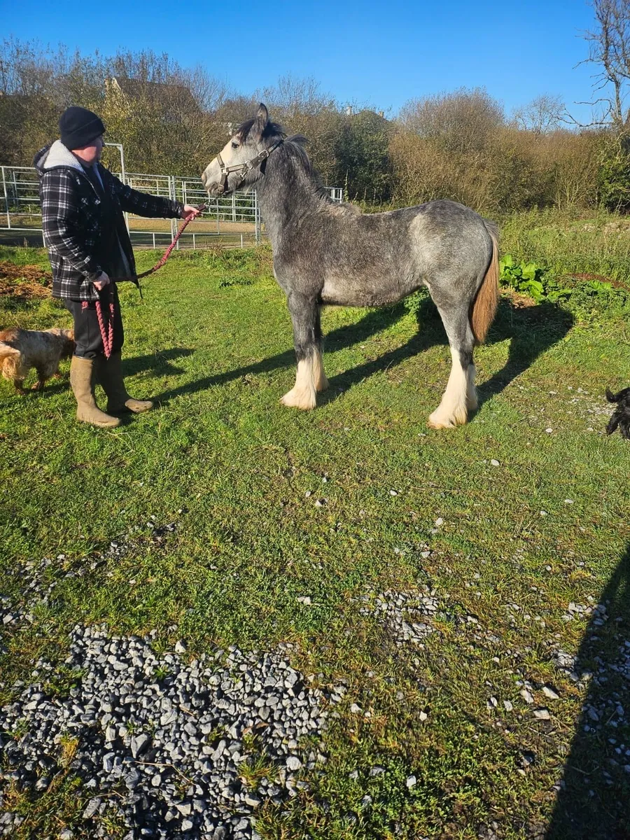 6 months old heavy filly foal - Image 3