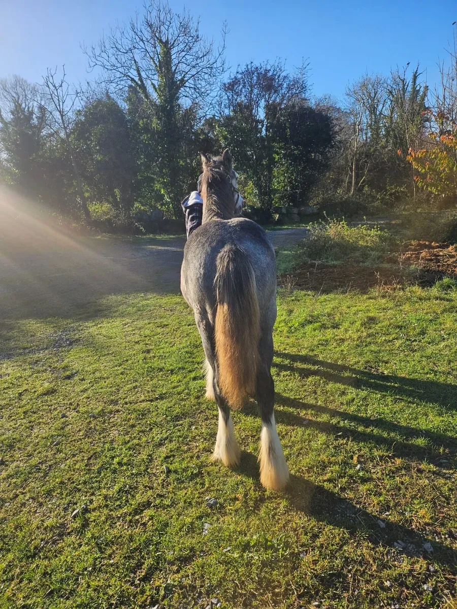 6 months old heavy filly foal - Image 4