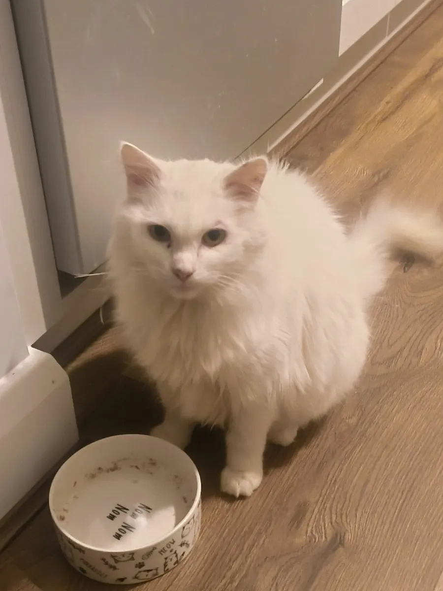 White Persian Mix Cat - Image 1