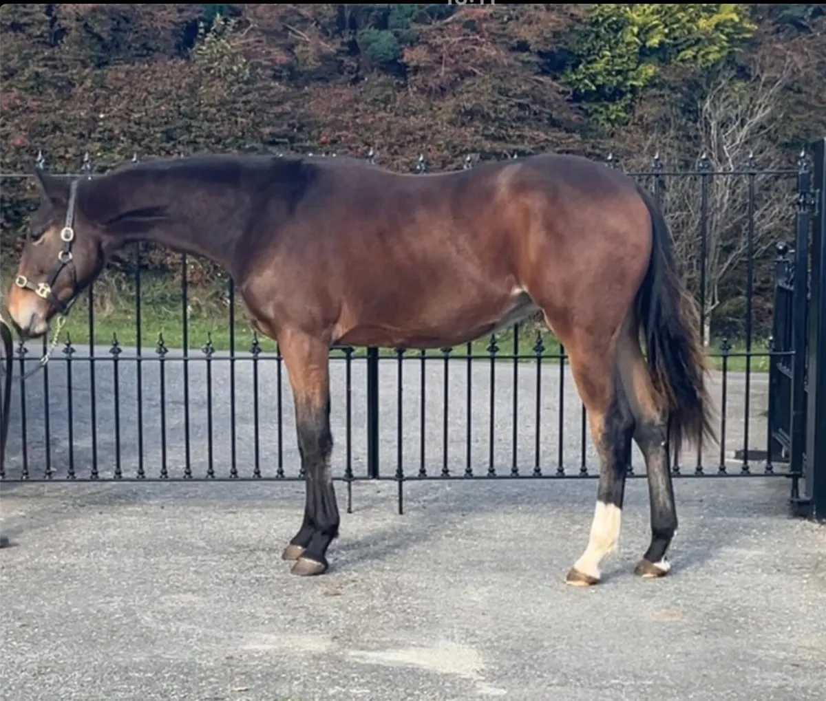Yearling gelding - Image 1