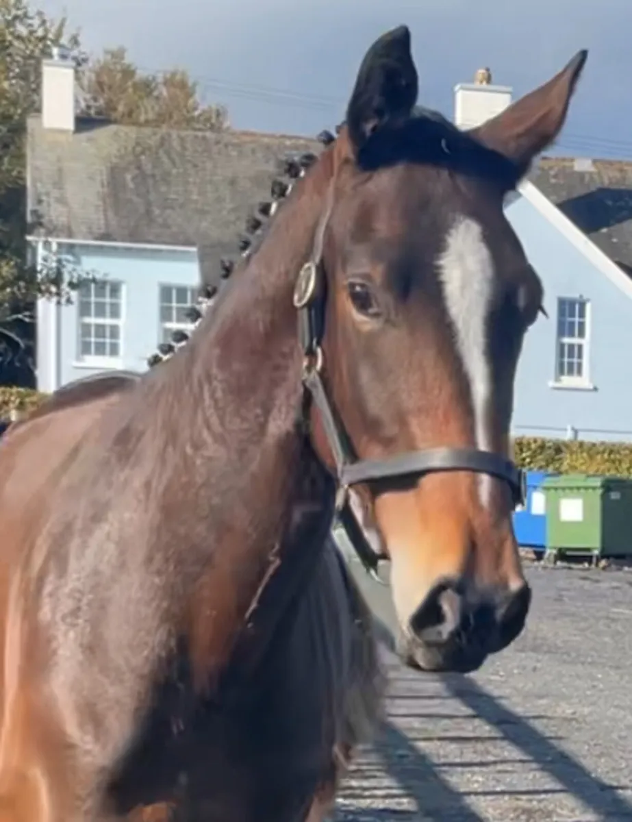 Yearling gelding - Image 2