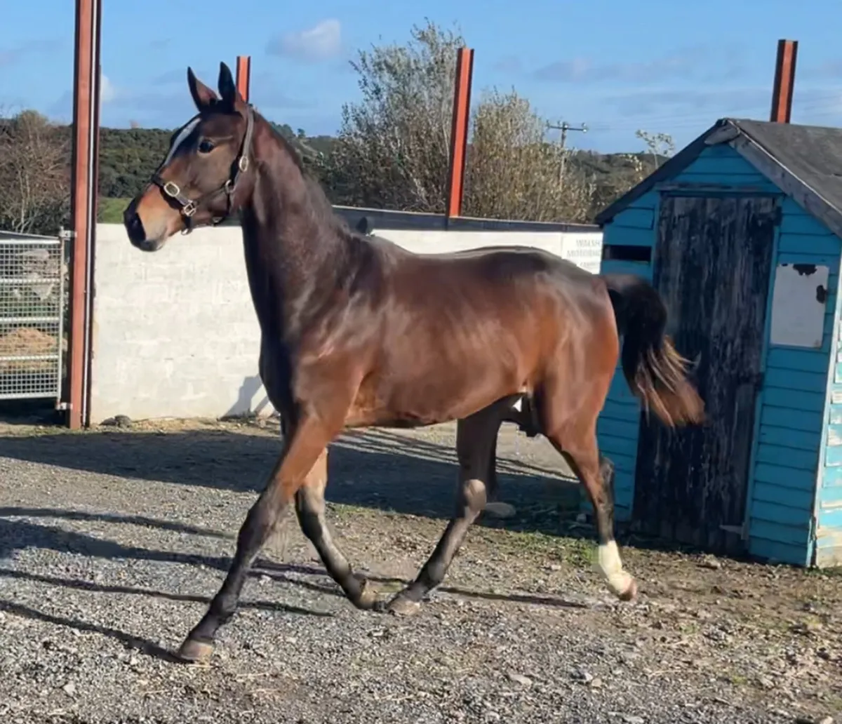 Yearling gelding - Image 3