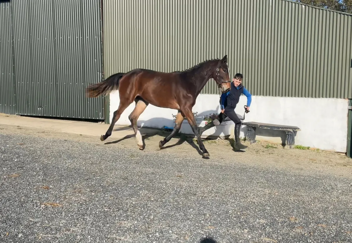 Yearling gelding - Image 4