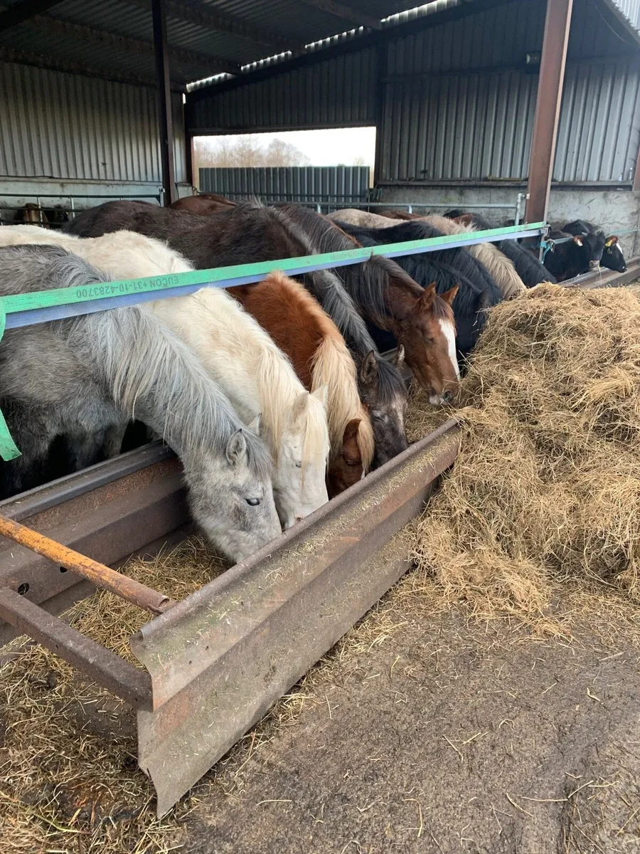 Horses wanted - Image 1