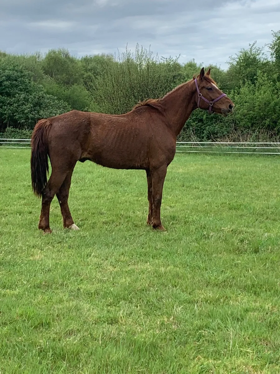 Horses wanted - Image 2