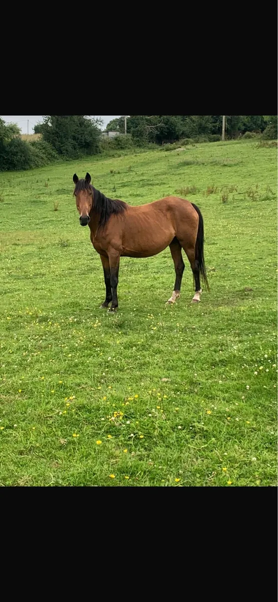 Horses wanted - Image 3