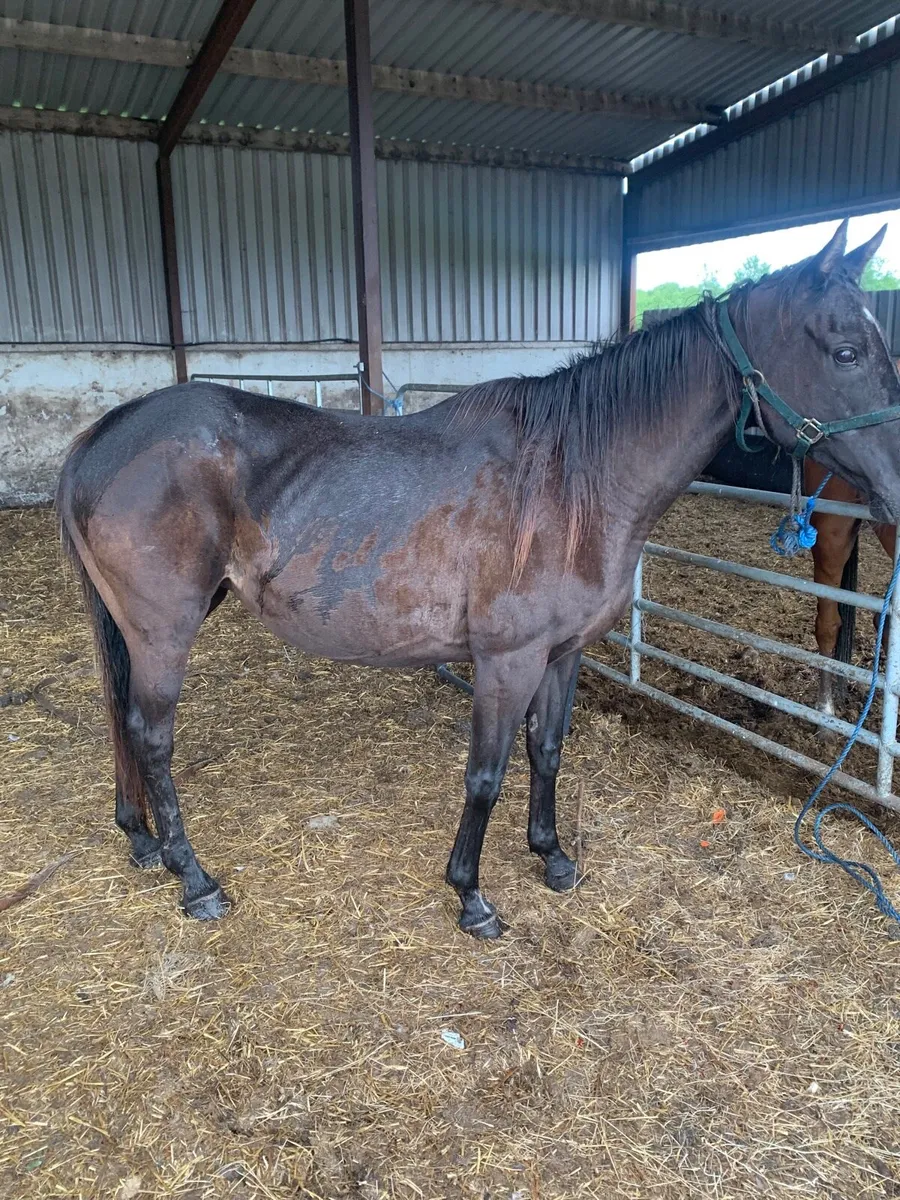 Horses wanted - Image 4