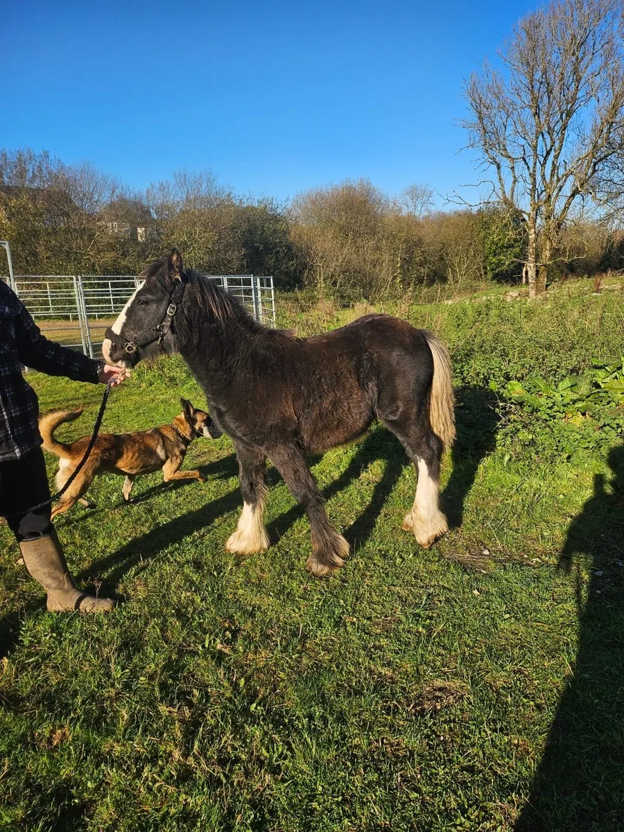 6 months heavy colt foal - Image 1
