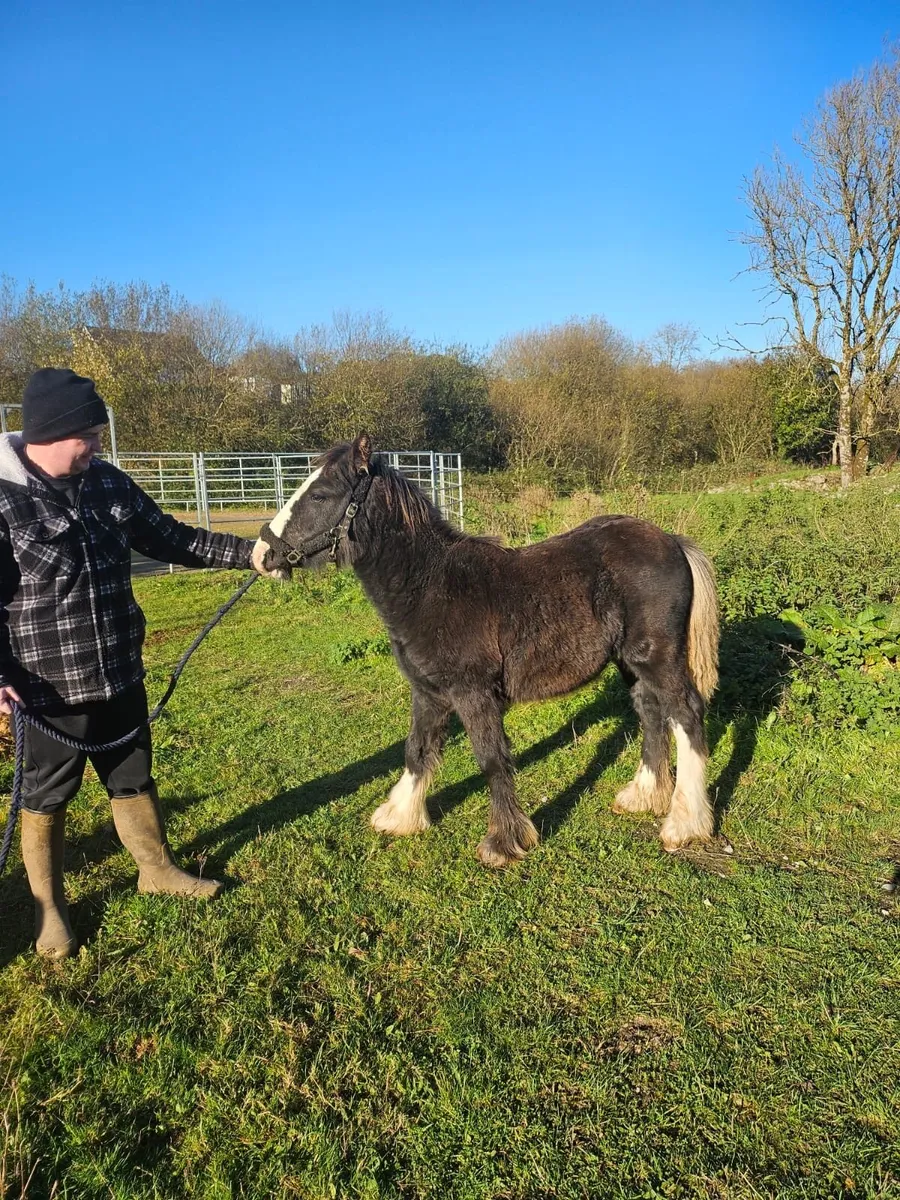 6 months heavy colt foal - Image 2