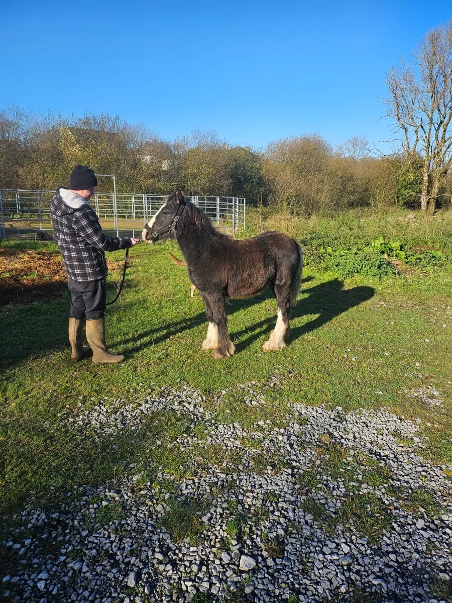 6 months heavy colt foal - Image 3