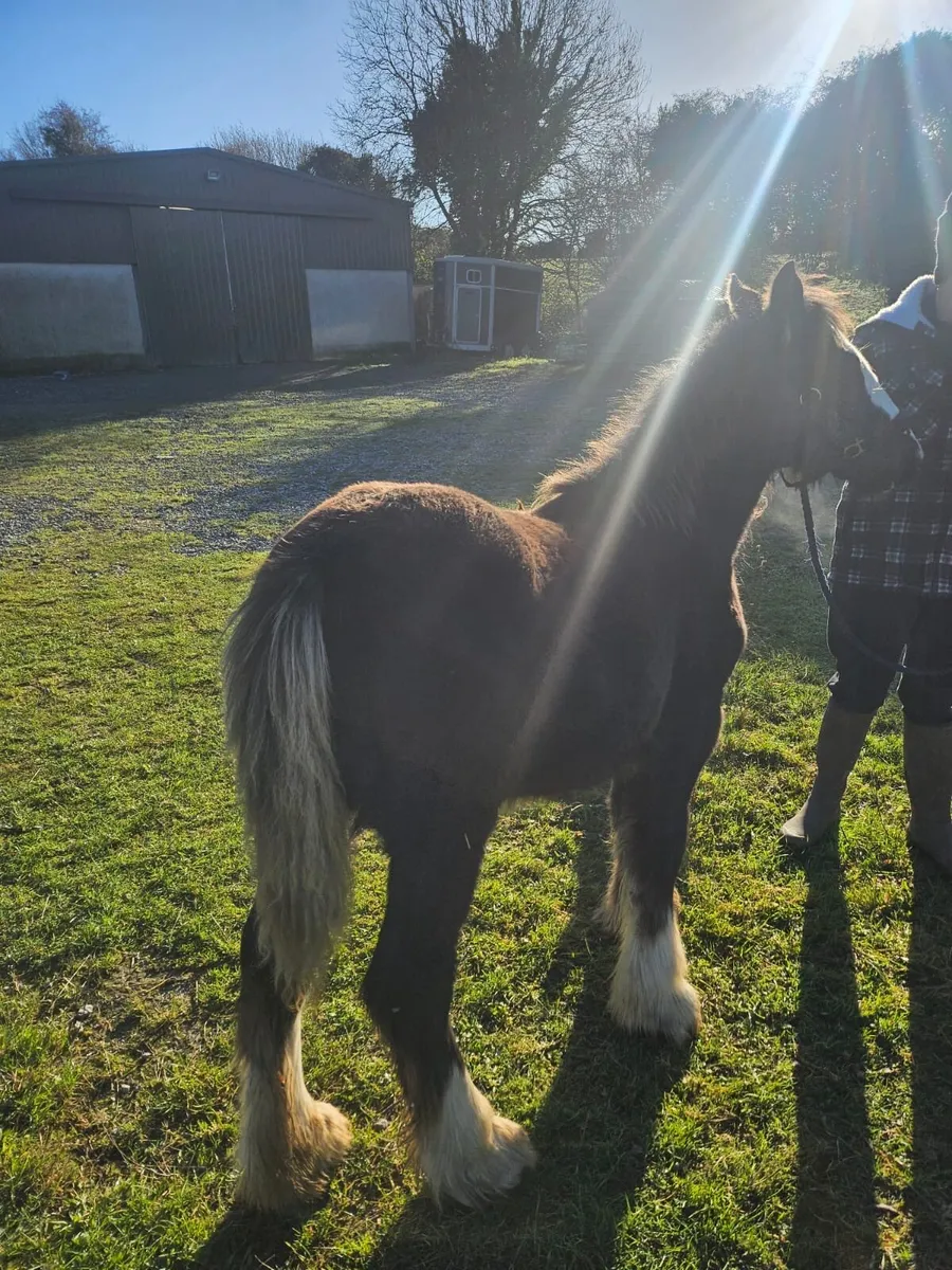 6 months heavy colt foal - Image 4