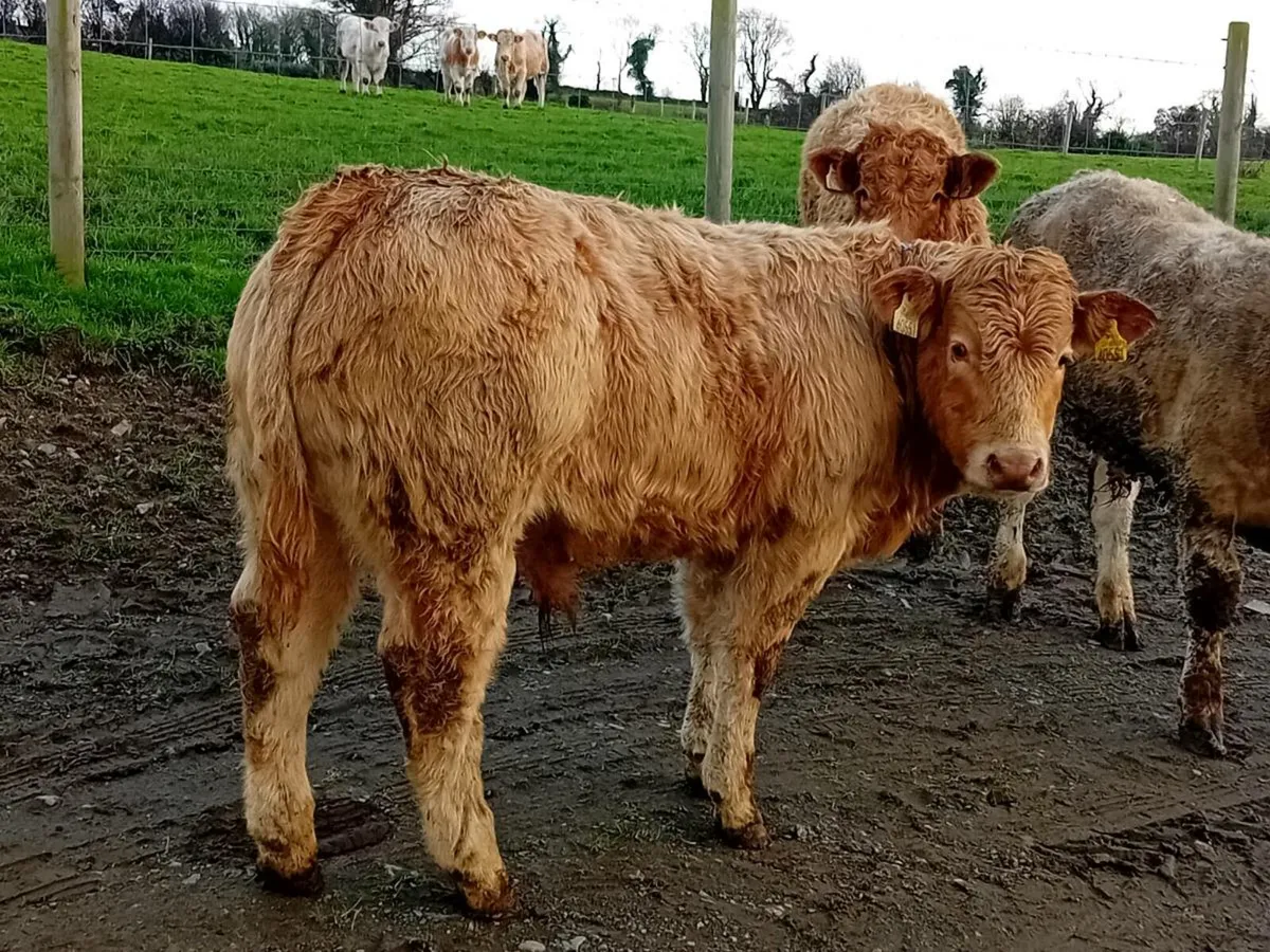 22 Smashing Charlaois bull Weanlings - Image 1