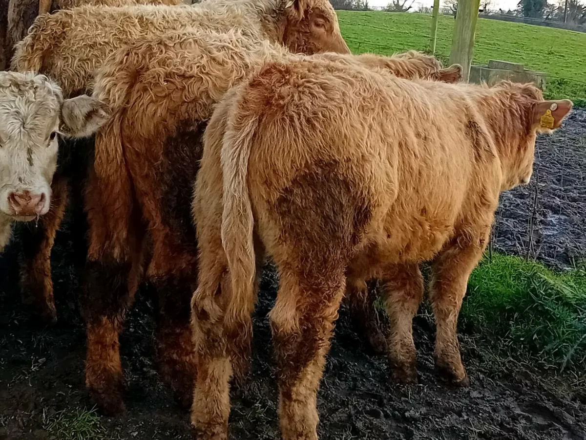 22 Smashing Charlaois bull Weanlings - Image 2
