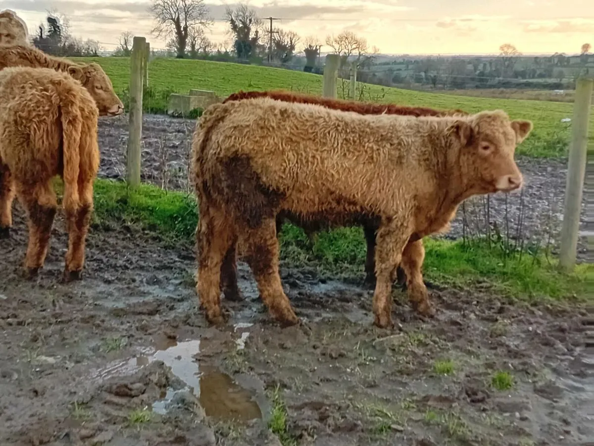 22 Smashing Charlaois bull Weanlings - Image 3