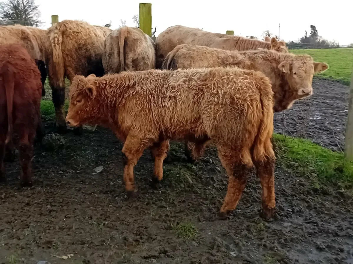 22 Smashing Charlaois bull Weanlings - Image 4
