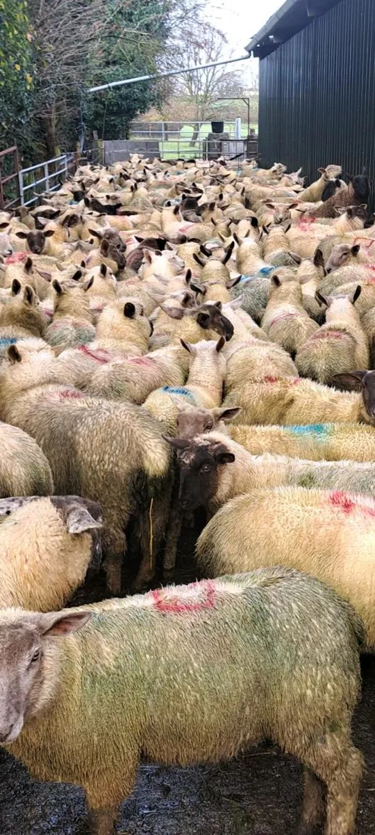 Store Lambs Suffolk x Charlollais - Image 1