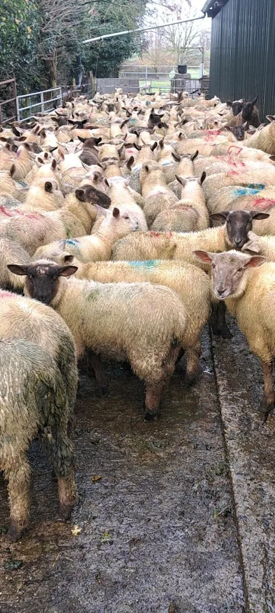 Store Lambs Suffolk x Charlollais - Image 2