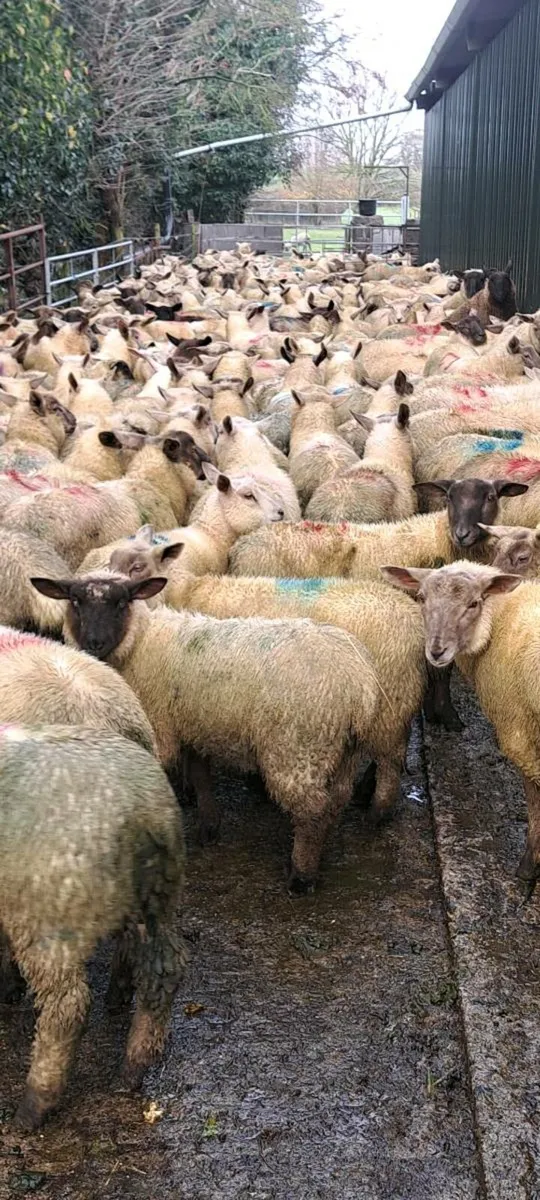 Store Lambs Suffolk x Charlollais - Image 3