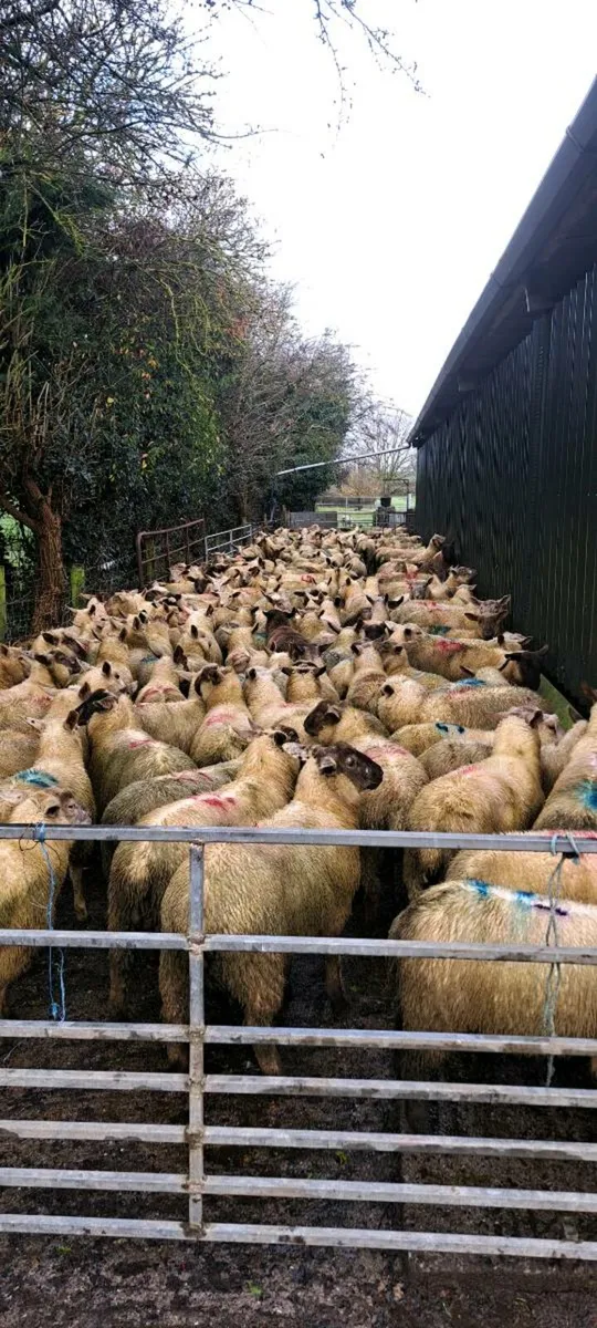 Store Lambs Suffolk x Charlollais - Image 4