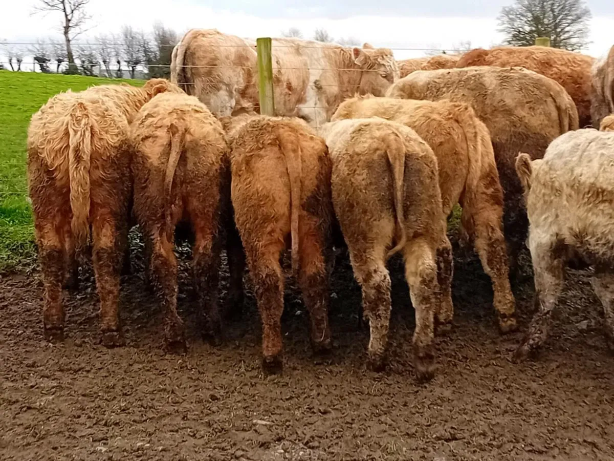 16 Smashing Golden Charlaois Bullocks - Image 1