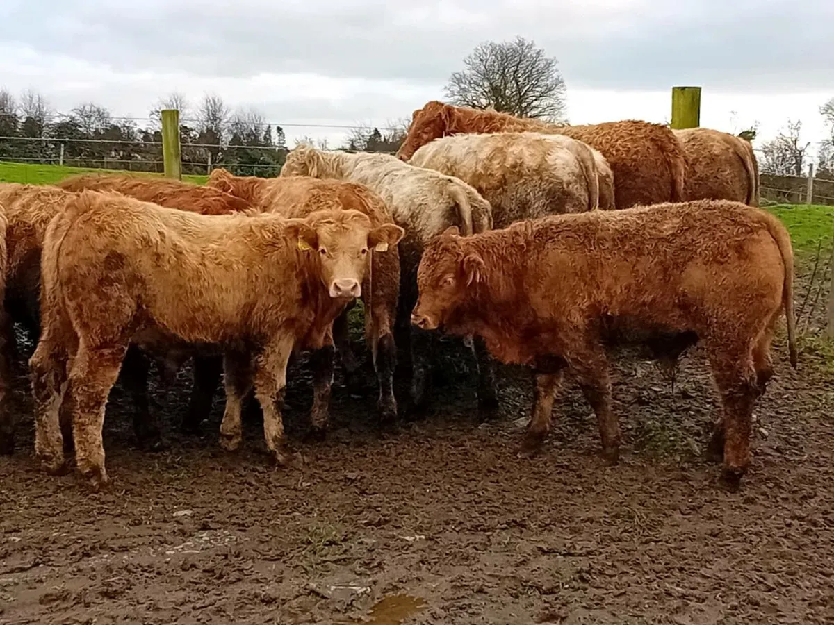 16 Smashing Golden Charlaois Bullocks - Image 2
