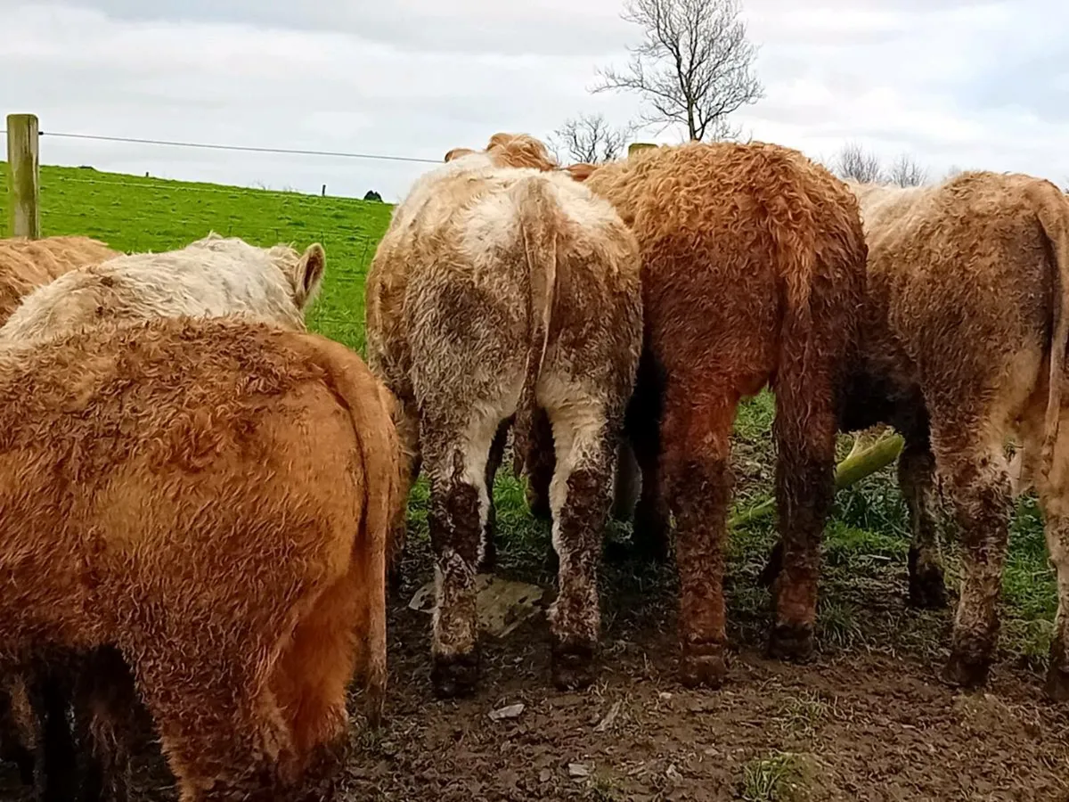 16 Smashing Golden Charlaois Bullocks - Image 3
