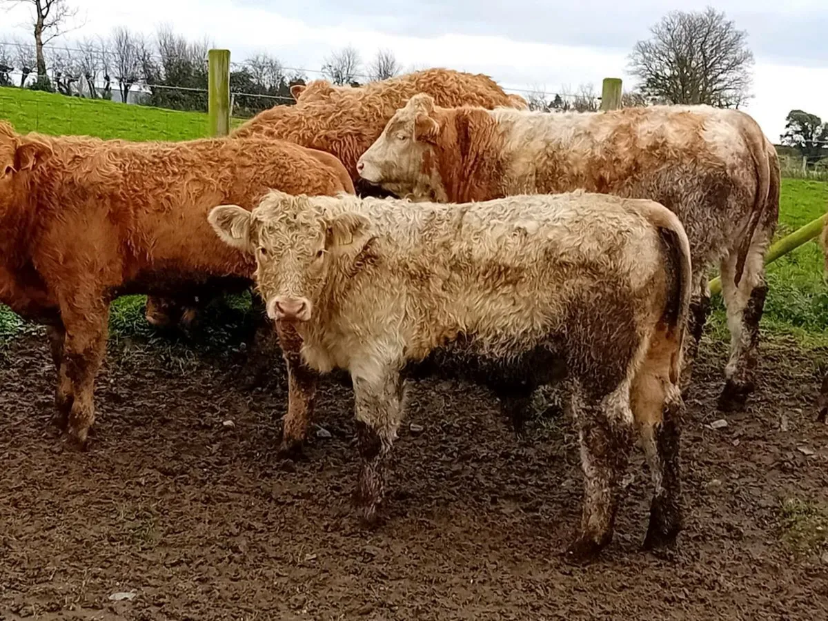 16 Smashing Golden Charlaois Bullocks - Image 4