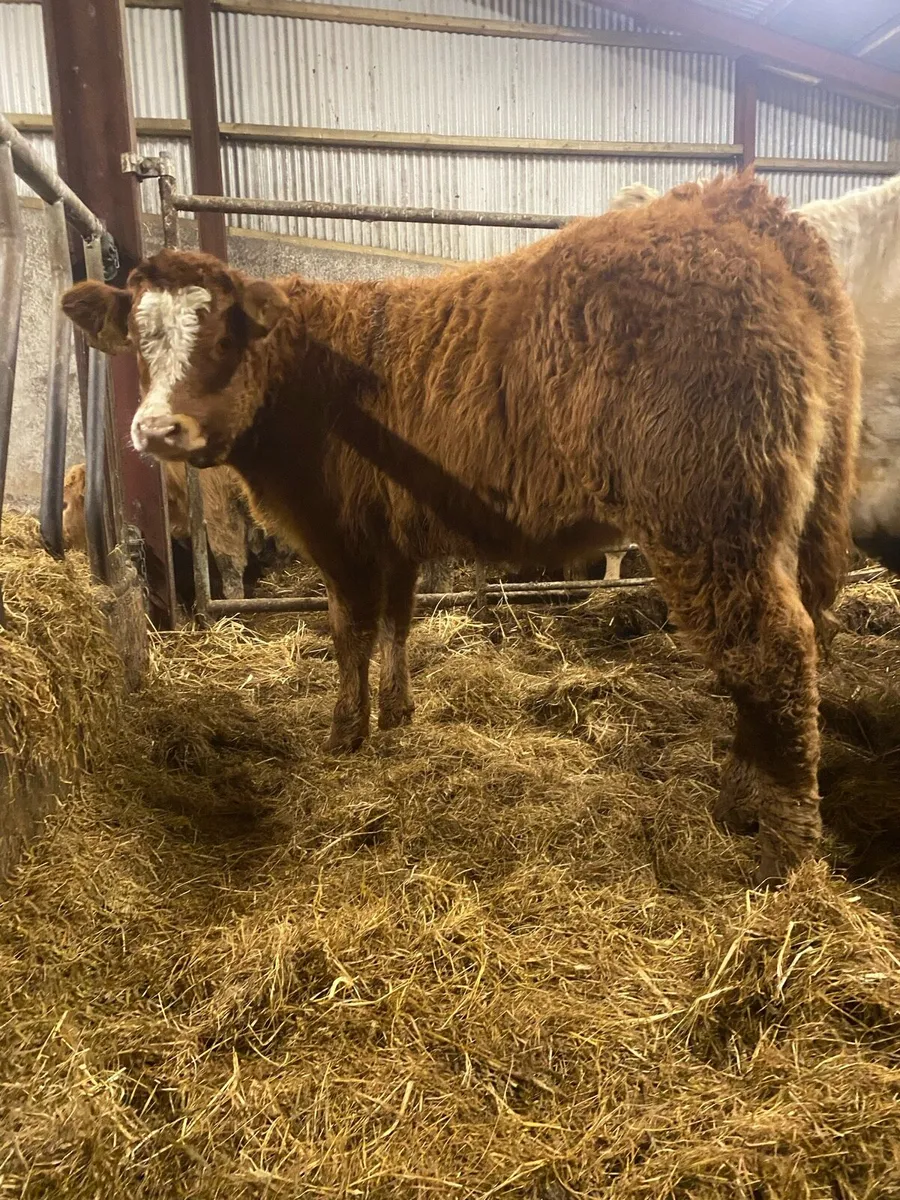 ⭐️ 5 smashing heifer weanlings ⭐️ - Image 1