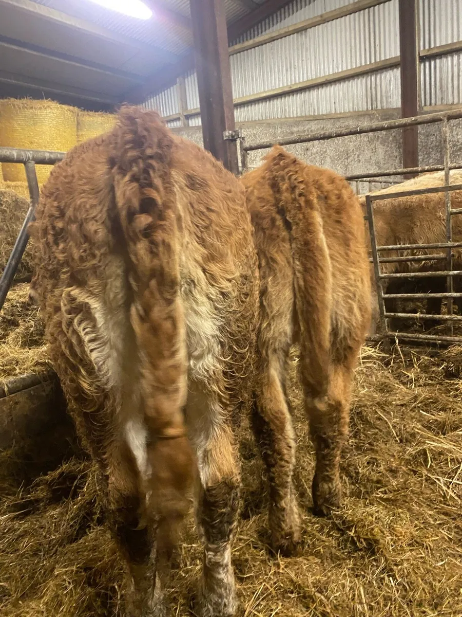 ⭐️ 5 smashing heifer weanlings ⭐️ - Image 2