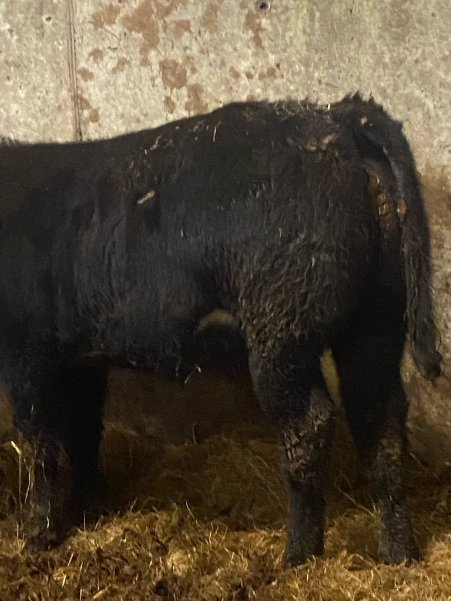 ⭐️ 5 smashing heifer weanlings ⭐️ - Image 3