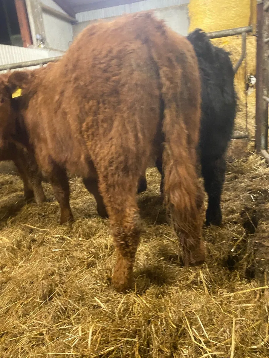 ⭐️ 5 smashing heifer weanlings ⭐️ - Image 4