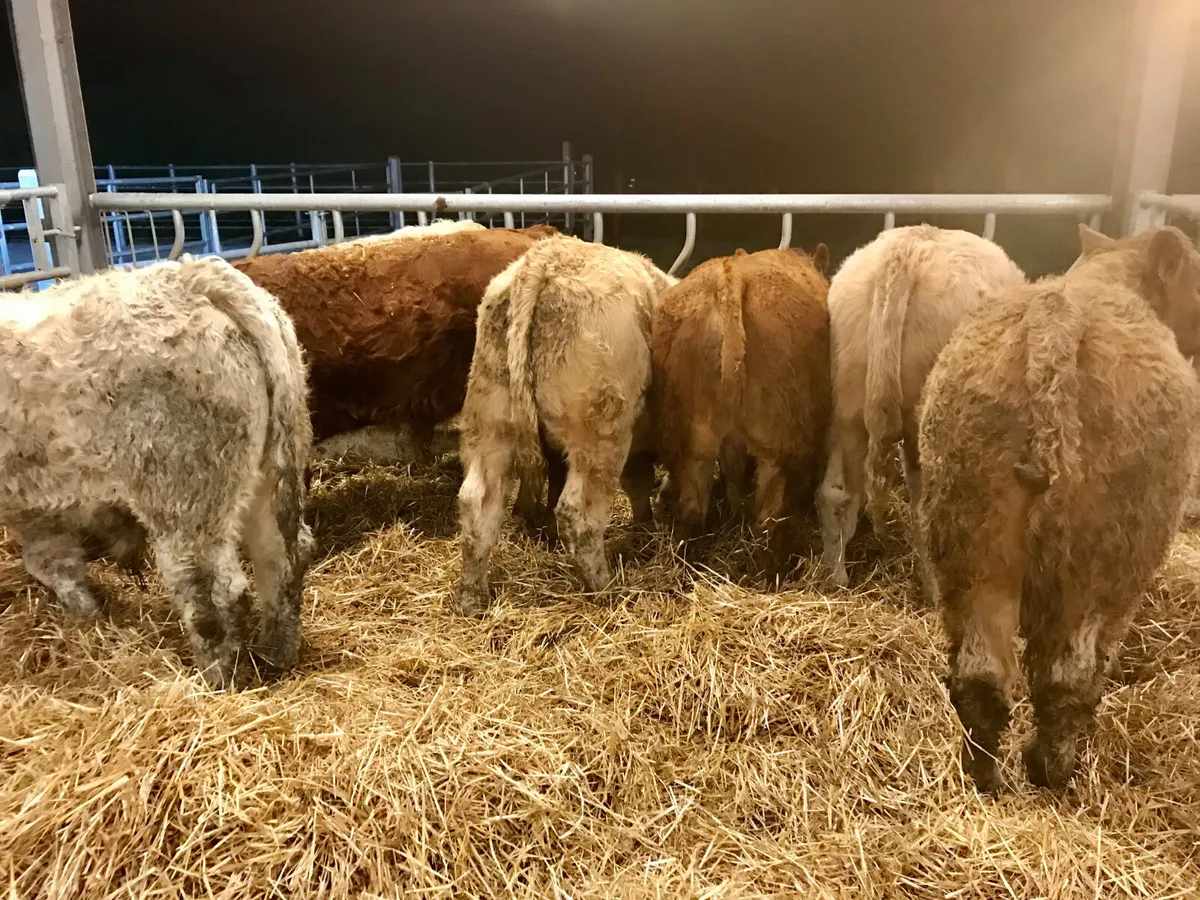 300kg  Bullocks @ Leinster Livestock - Image 2