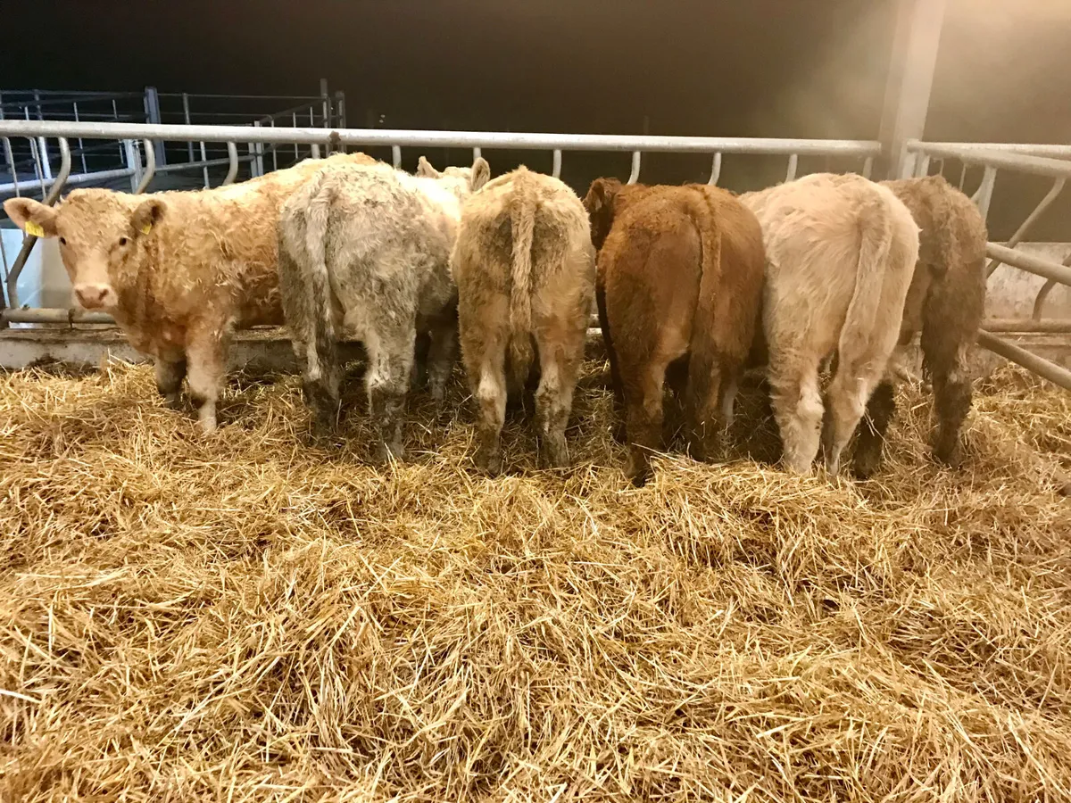 300kg  Bullocks @ Leinster Livestock - Image 3